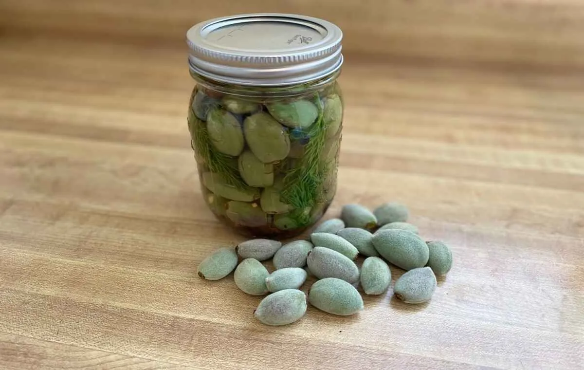 طرز تهیه ترشی چغاله بادام خانگی با طعم سنتی و ملس
