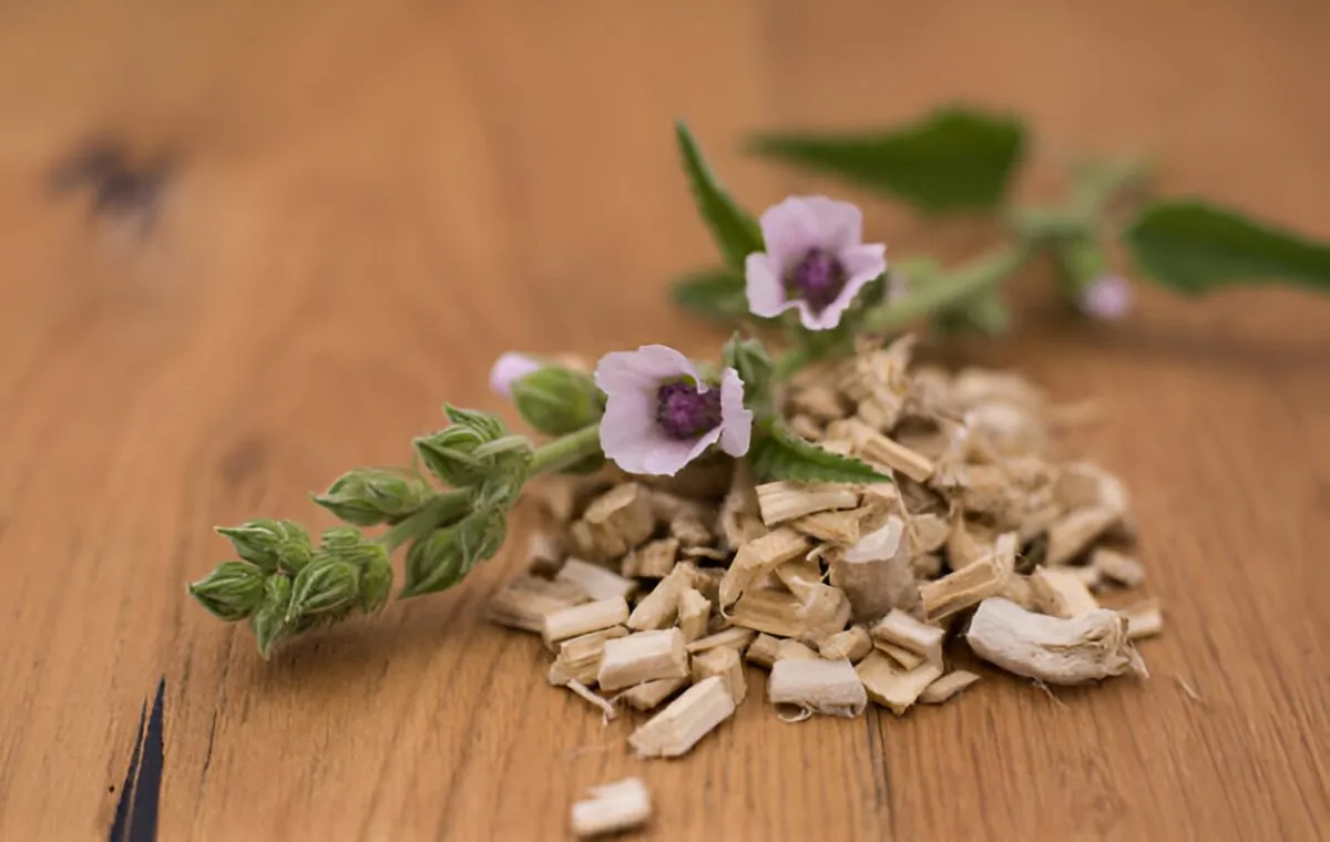 خواص گل ختمی و تاثیرات آن بر سلامت و پوست | راهنمای کامل