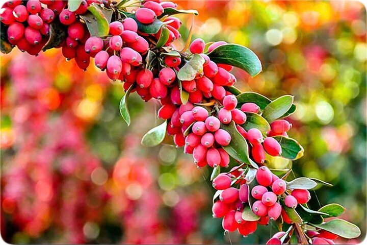 خواص زرشک برای سلامت چشم و سیستم ایمنی بدن