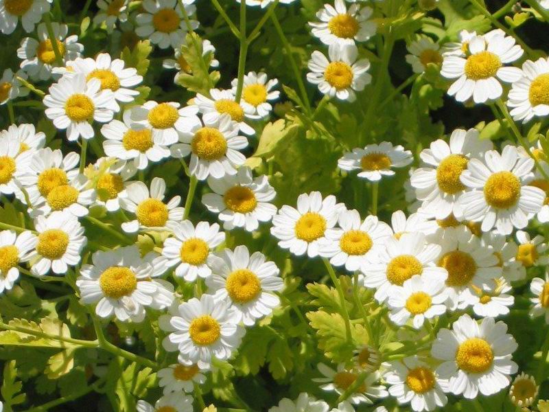 بابونه گاوی، خواص دارویی، اثرات ضد التهابی و میگرنی