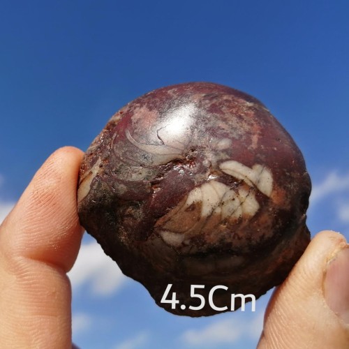 فسیل کلکسیونی نایاب گونیاتیت قرمز با ارزش بالا