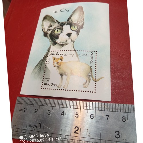 مینی شیت گربه افغانستان - بهترین کیفیت و طراحی