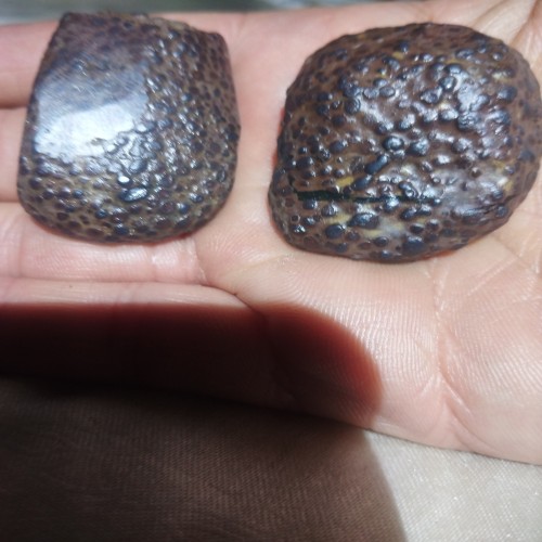 دوقطعه پوست ماری زیبا و منحصر به فرد