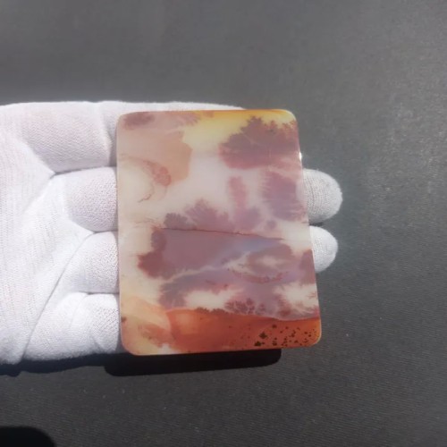 خرید شجر سایز بزرگ وردسا با کیفیت عالی