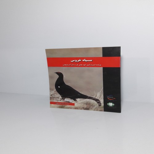 فروش سیاه خروس پرنده اسرارآمیز کوههای قره داغ