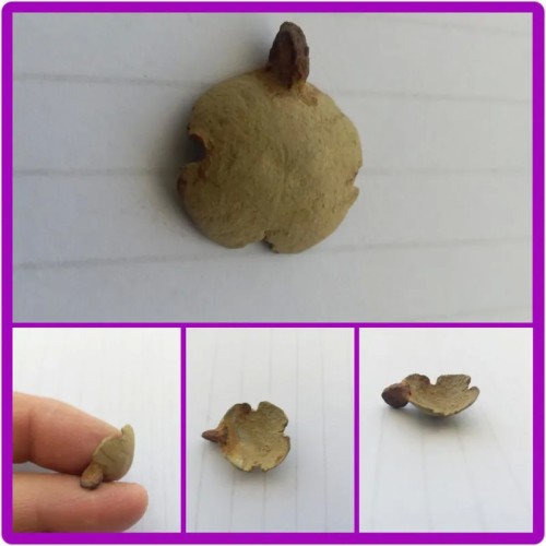 فروش قدیمی کوچک