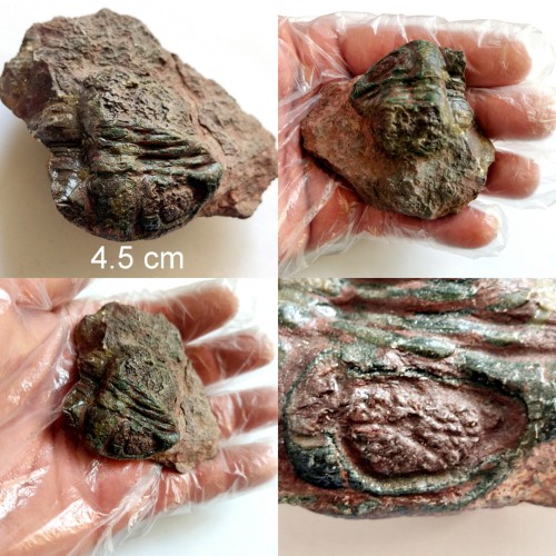 فروش فسیل تریلوبیت ایرانی با شناسنامه دست نویس