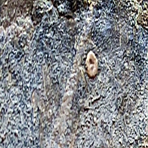 فروش فسیل تخم حشرات اصل و معتبر در ایران