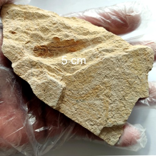 خرید فسیل ماهی از ایلام وردسا با شناسنامه دست‌نویس