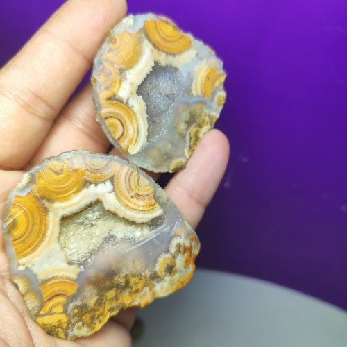 فروش جفت بابا قوری همراه با شجر کم نظیر