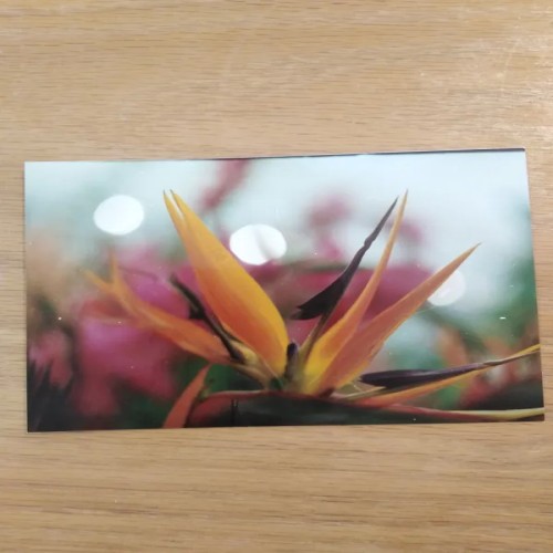 فروش عکس دوربینی گل نمایشگاه گل و گیاه اصفهان 1373