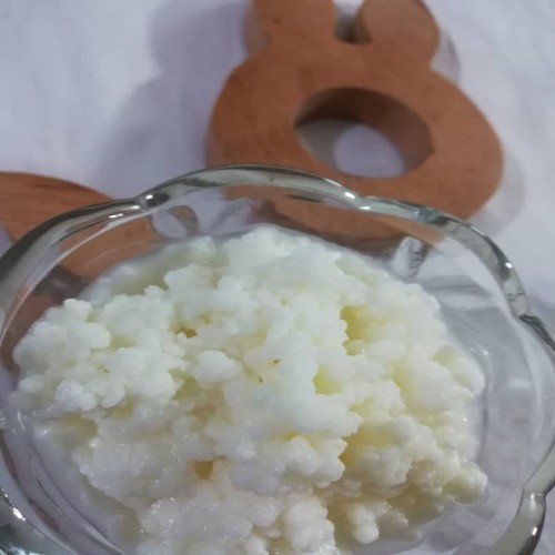 قارچ کفیر زنده و تازه با آموزش رایگان و ارسال سراسر کشور