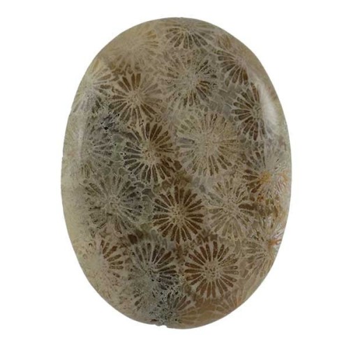 فروش سنگ فسیل قدیمی