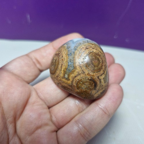 فروش باباقوری چشم دار بزرگ با بهترین قیمت و ارسال سریع