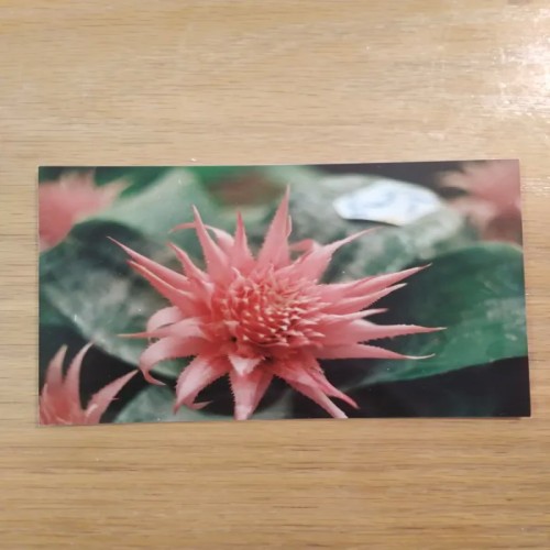 فروش عکس دوربینی گل نمایشگاه گل و گیاه اصفهان 1373