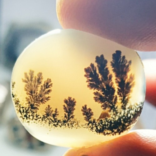 فروش نگین زیبای شجر قائن طبیعی