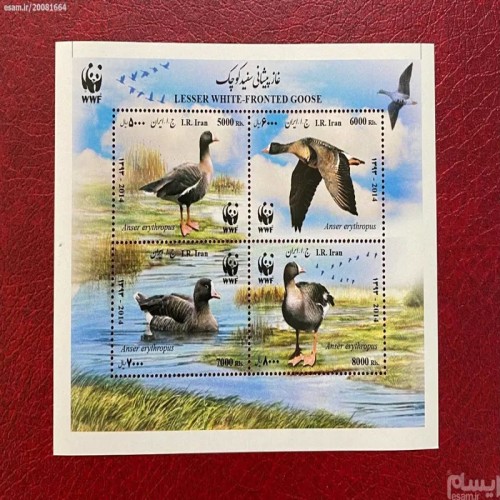 فروش غازهای پیشانی سفید 1394 با بهترین قیمت