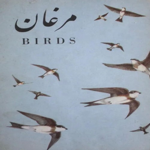 فروش مرغان ابن سینا با کیفیت عالی و تضمینی