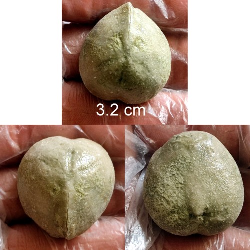 فروش فسیل خارپوست از کپه داغ 2 رو