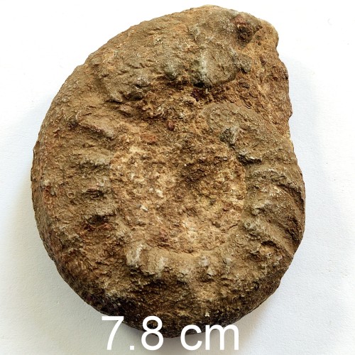 فروش فسیل آمونیت ژوراسیک با شناسنامه و قیمت مناسب