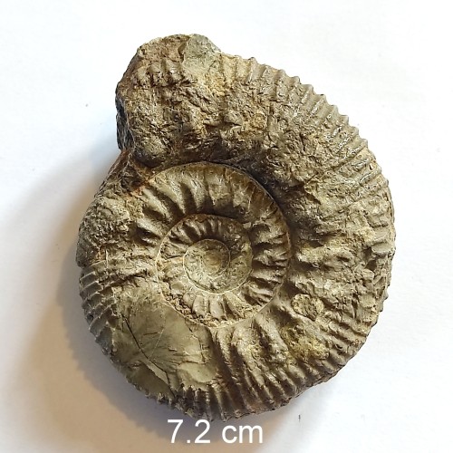 فروش فسیل آمونیت ژوراسیک بزرگ و سالم با شناسنامه