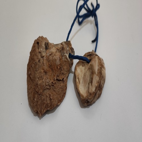 فروش دو فسیل صدف کمیاب و قدیمی با وزن 100 گرم