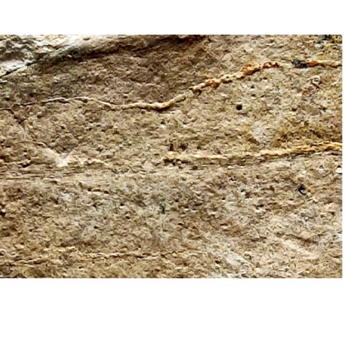 فروش فسیل اثر حفارن بر برگ نه تشخیص اشتباه