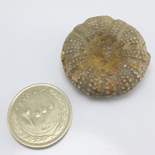 فروش فسیل طبیعی خارپوست