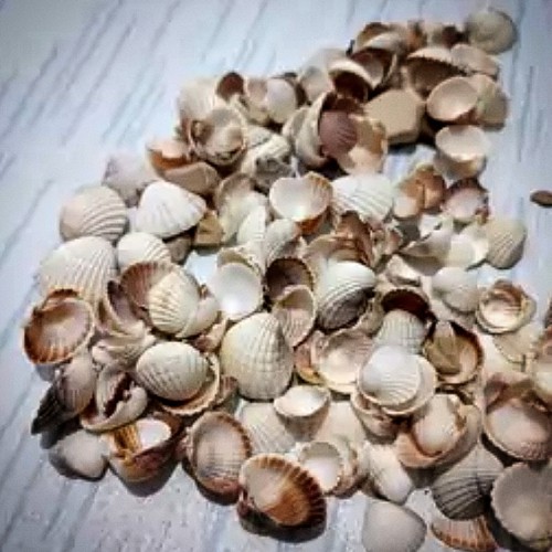 فروش صدف گوش ماهی با تخفیف ویژه و قیمت مناسب