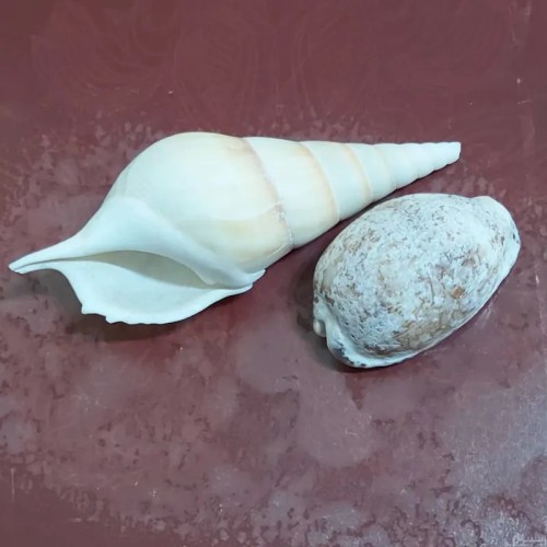 فروش دو عدد صدف قدیمی و کلکسیونی دریایی