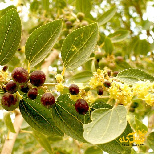 عسل کنار صاف شده ارگانیک