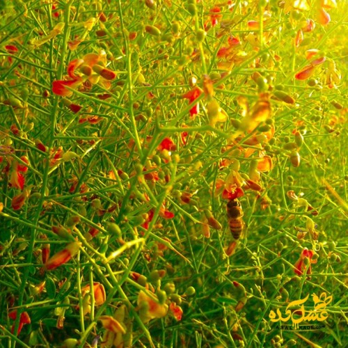عسل خارشتر صاف شده ارگانیک