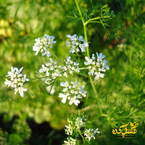 عسل گشنیز خام ارگانیک