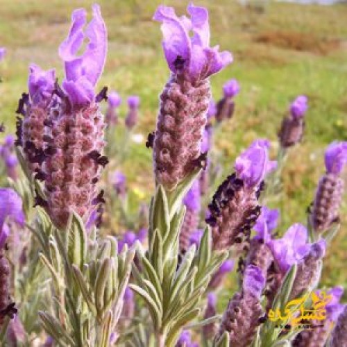 عسل اسطوخدوس خام ارگانیک