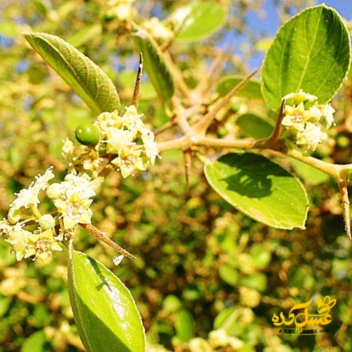 عسل کنار خام ارگانیک