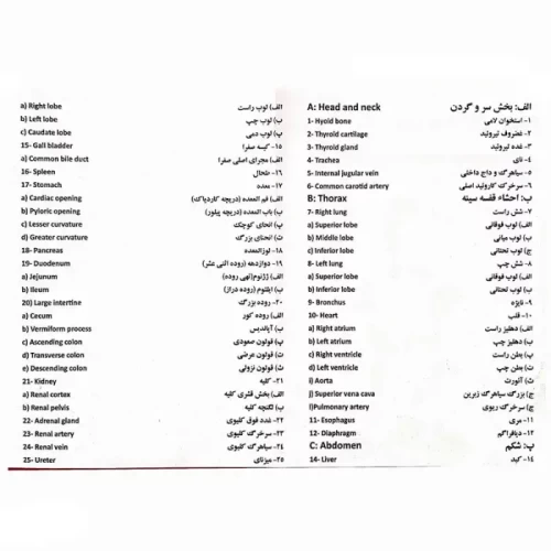 مولاژ نیم تنه بدن انسان کد 5993404
