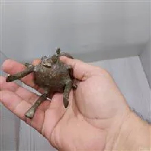 جفت