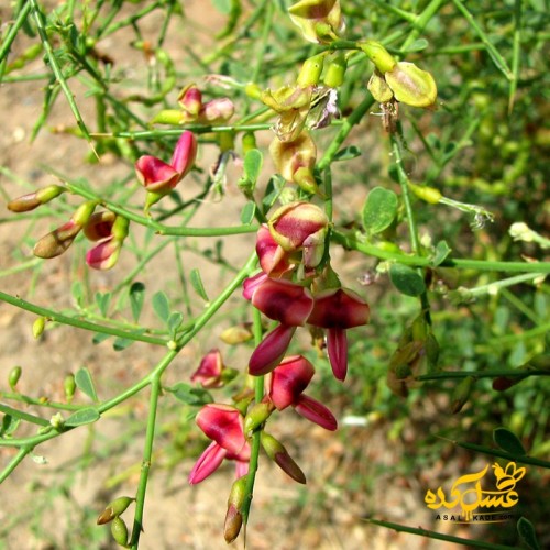 عسل خارشتر صاف شده ارگانیک