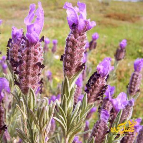 عسل اسطوخدوس خام ارگانیک