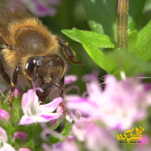 عسل گزانگبین خام ارگانیک