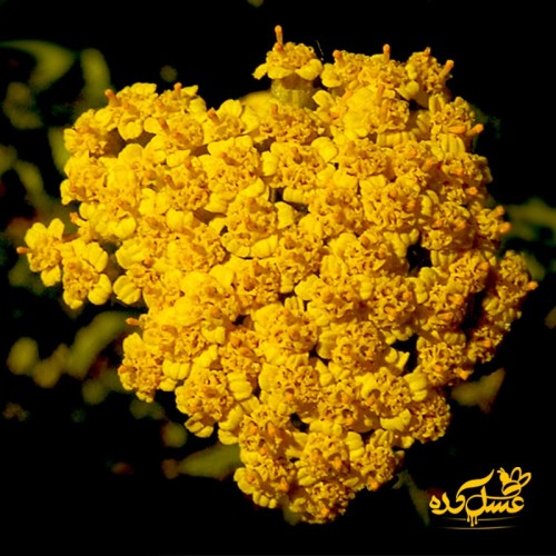 عسل محرمانه صاف شده ارگانیک