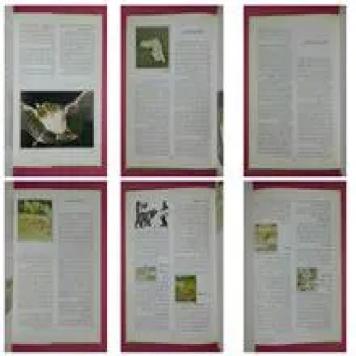 پستانداران