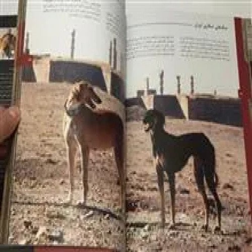 پستانداران