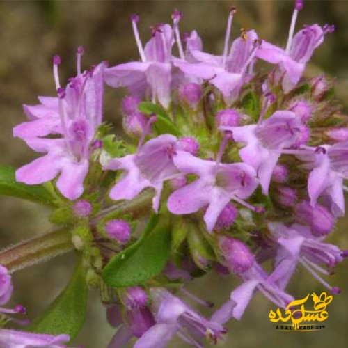 عسل آویشن خام ارگانیک