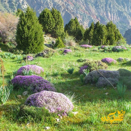 عسل گون صاف شده ارگانیک