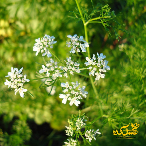 عسل گشنیز موم دار ارگانیک
