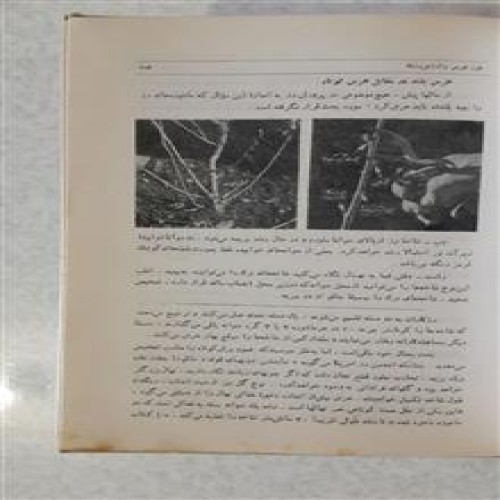 فروش کاشت و پرورش رز چاپ1346(همکاری انتشارات فرانکلین)