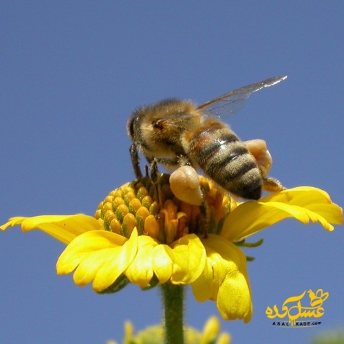 گرده گل خالص کوهستانی دو کیلوگرمی