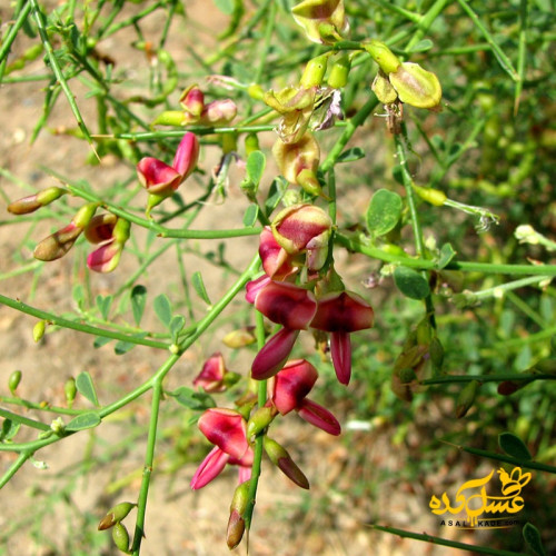 عسل خارشتر موم دار ارگانیک