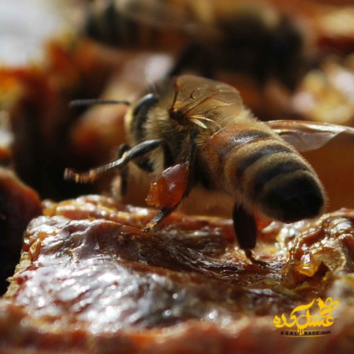 بره موم خالص ارگانیک